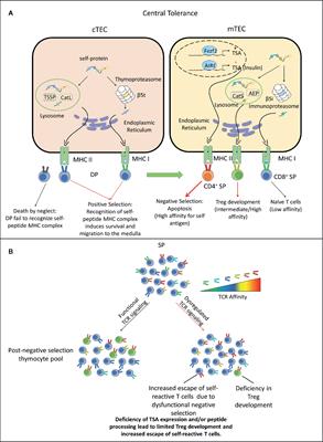 The Role of T Cell Receptor Signaling in the Development of Type 1 Diabetes